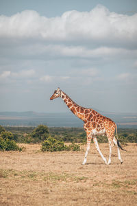 Giraffe standing on field against sky