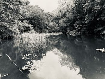 Scenic view of lake in forest against sky