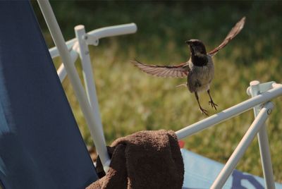 Close-up of bird flying