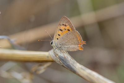 Close-up of butterfly on flower