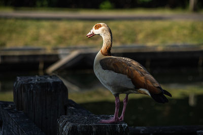 Close-up of bird perching on wooden post