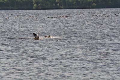 Ducks swimming in lake