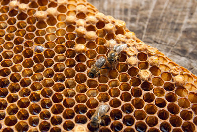 Close-up of bee on the wall