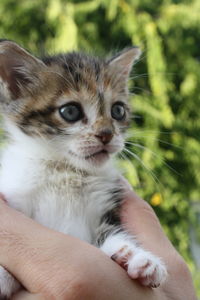 Close-up of hand holding kitten at home