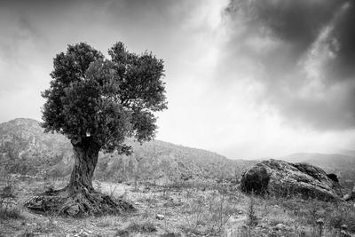 Lonely olive tree and stormy cloudy sky. pentadaktylos mountains in northern cyprus