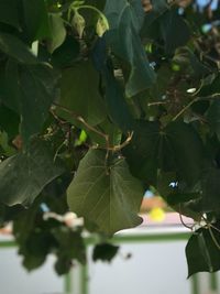 Low angle view of tree