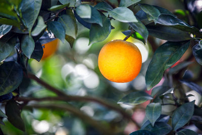 Close-up of orange fruits on tree