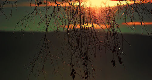 Close-up of wet spider web against sky during sunset