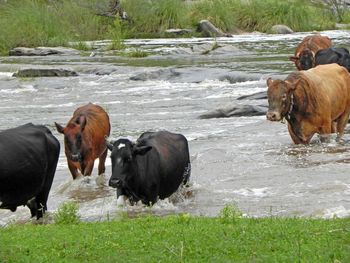 Horses on field