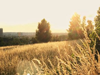 Scenic view of field against clear sky