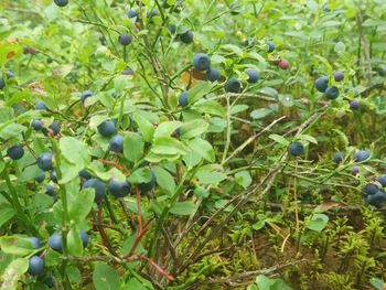 Fruits growing on tree