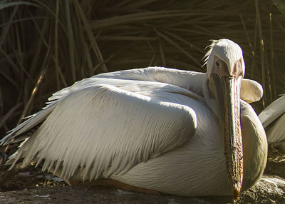 Close-up of pelican on field