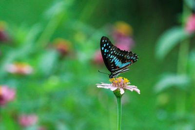 Close-up of butterfly pollinating on flower