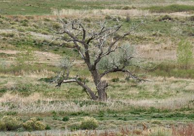 Bare tree on landscape