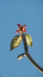 Low angle view of flowering plant against blue sky