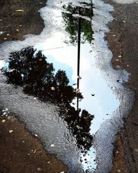 Reflection of trees in puddle