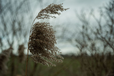 Close-up of plant
