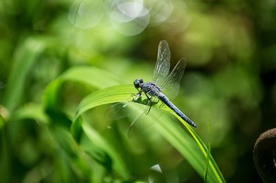 Close-up of damselfly on leaf