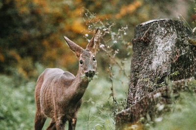animal
