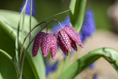 Close-up of purple flower