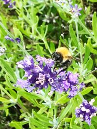 Close-up of bee on purple flowers