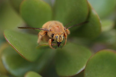 Close-up of bee on flower