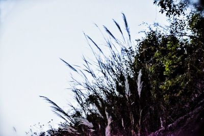 Low angle view of plants against clear sky