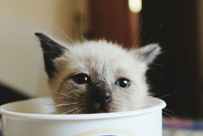 Close-up portrait of cat