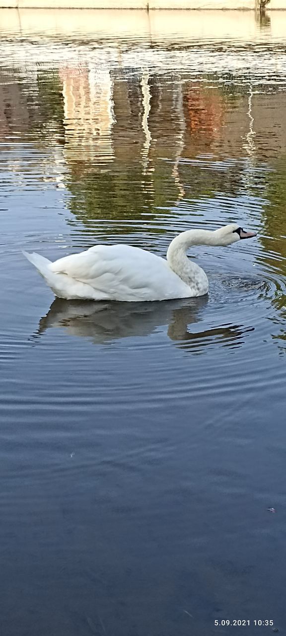 SWAN FLOATING IN LAKE