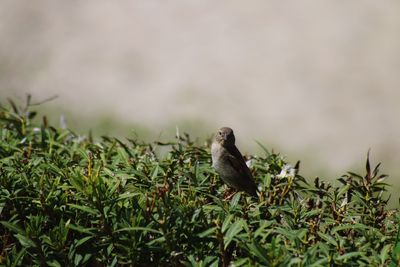 Close-up of bird perching on plant