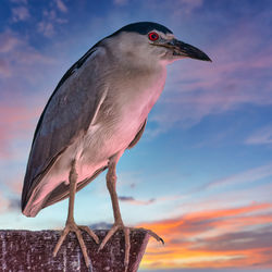 Close-up of bird perching