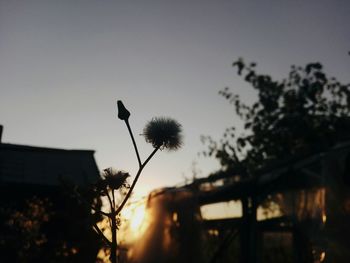 Silhouette of dandelion against sky