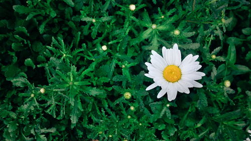 Close-up of white daisy blooming outdoors