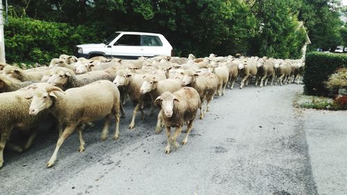 View of sheep on the road