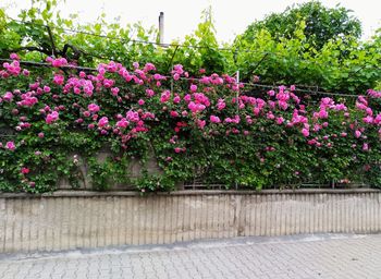 Close-up of pink flowering plants in park