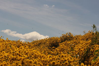 High angle view of yellow flowering plants on land against sky