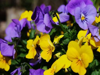 Close-up of purple flowering plants