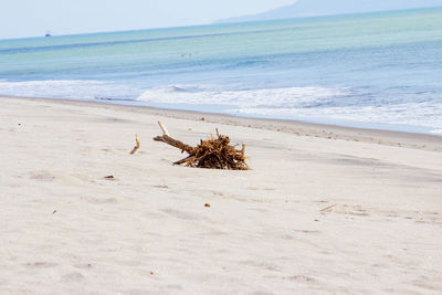 View of crab on beach against sky