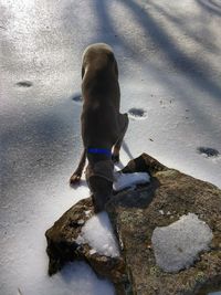 High angle view of dog on beach