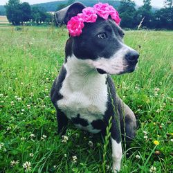 Close-up of dog wearing flower wreath while sitting on grassy field