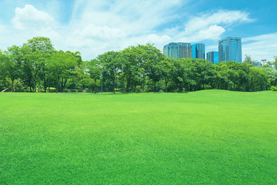 Trees and grass in park against sky