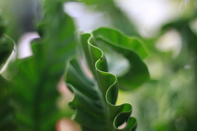 Close-up of plant