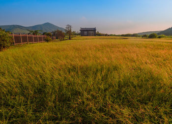 Scenic view of grassy field against clear sky