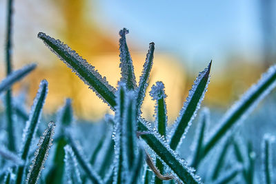 Close-up of frost on plant