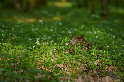 Close-up of fresh green leaves on field