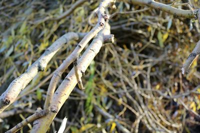 Close-up of twigs