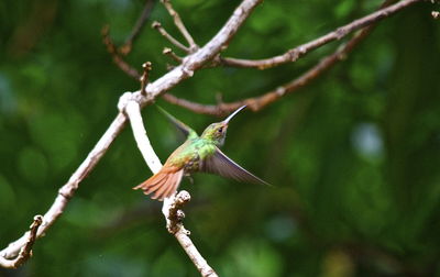 Close-up of grasshopper on branch