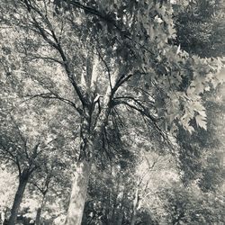 Low angle view of trees in forest