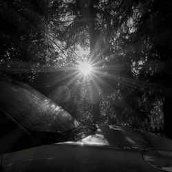 Sun shining through trees