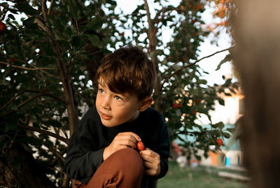 Young boy sitting in a cherry tree eating a cherry in the summer